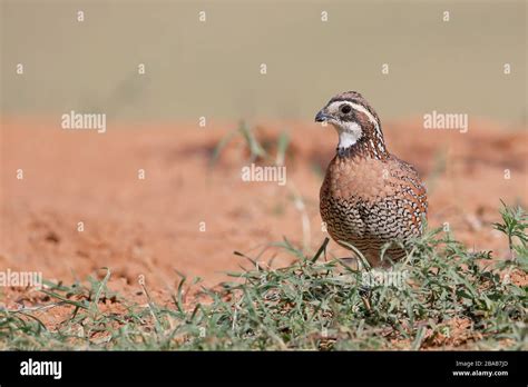 Northern Bobwhite Colinus Virginianus Male South Texas Usa Stock