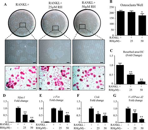 Corrigendum Inhibitory Effects Of Rhaponticin On Osteoclast Formation