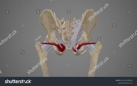 Obturator Foramen Male Vs Female