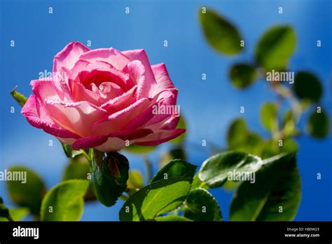 beautiful pink rose stock photo alamy