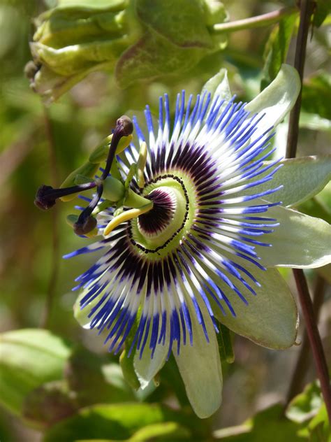 giant granadilla passion flower 4