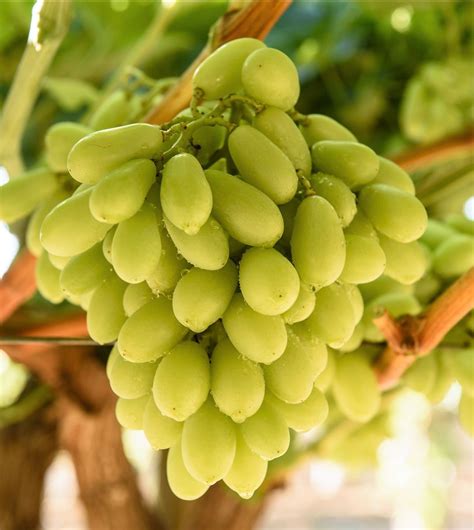 seedless muscat grapes  newsletter