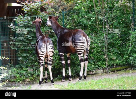 Bronx Zoo Okapi