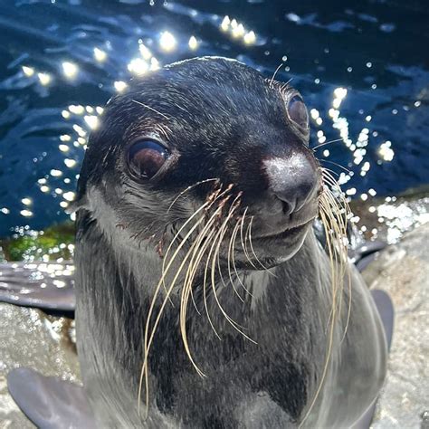 Animals | Seattle Aquarium