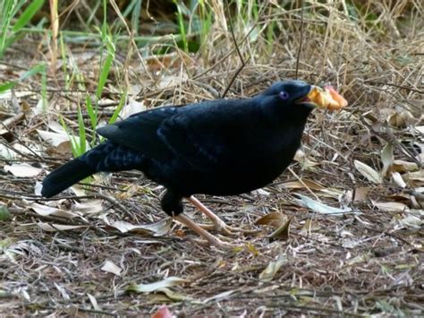 Black Quail Birds In Backyards