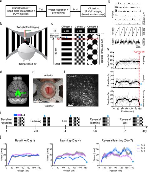 Two Photon Calcium Imaging In The Retrosplenial Cortex Rsc Of