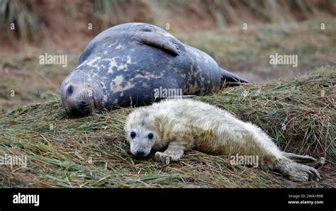 born grey seal pups   beach stock photo alamy