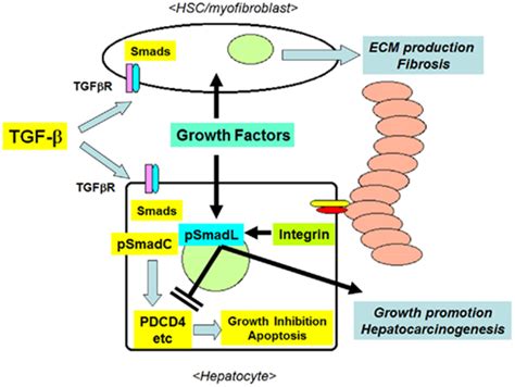 The Interactions Between Tgf And Ecm Integrin Mediated Signaling In