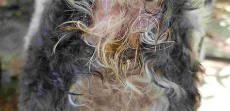 I Believe That My Pups Anal Gland Is Sticking Out Is It Better To Take