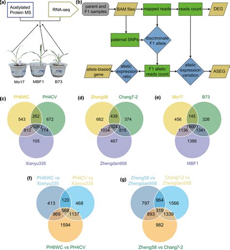 Multi Omics Profiling Of Three Classical Hpts Of Maize A Profiling Of