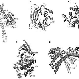 A Crystal Structure Of The MAD1 MAD2 Tetrameric Complex The Ribbon