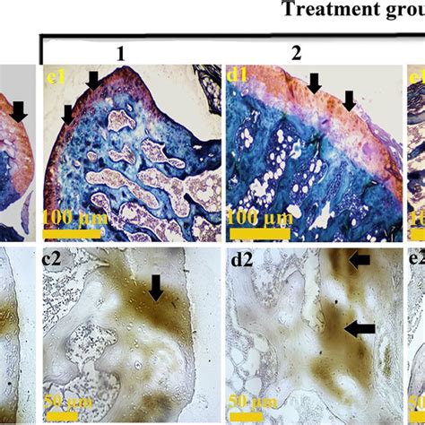 Special Staining Of Knee Articular Cartilage Safranin O Alcian Blue