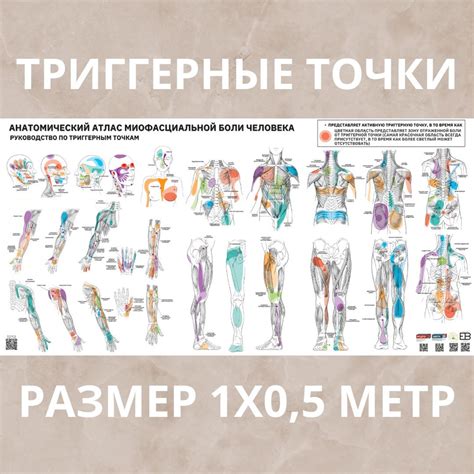 Анатомический атлас миофасциальной боли человека/Триггерные точки для ...