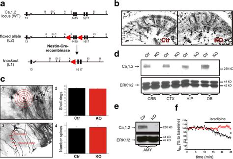 Morphological, biochemical, and cellular electrophysiological ... 