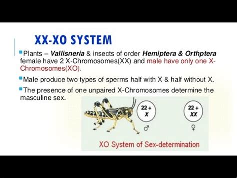 XX X0 Mechanism Of Sex Determination Male Heterogamesis By JJS Sir For