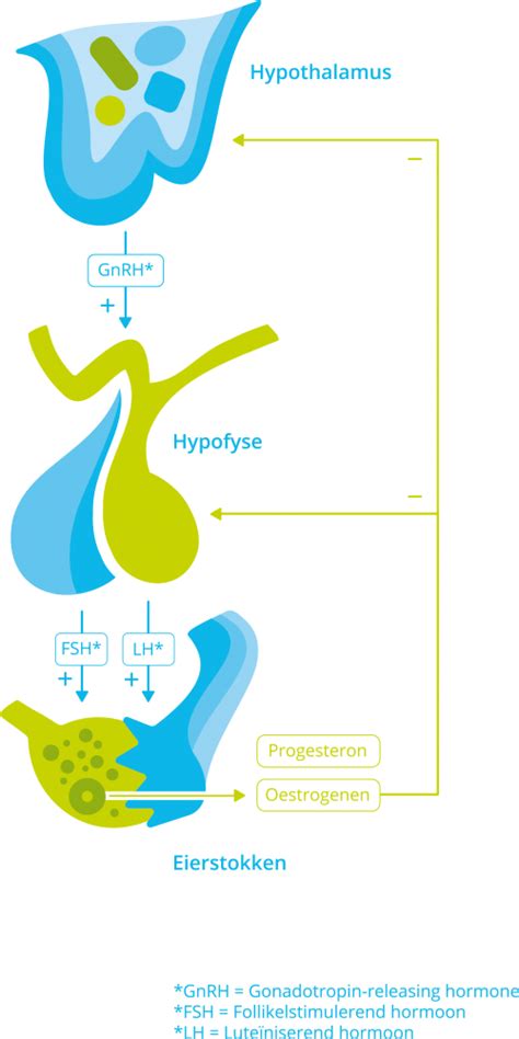 Hypofyse Geslachtsklierstimulerende Hormonen Lh En Fsh Hypofyse Nl