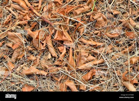 Textura De Hojas Secas En El Suelo La Cubierta Forestal Con Hojas