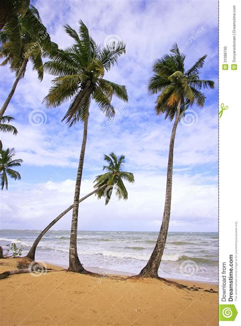 Las Terrenas Beach Samana Peninsula Stock Photo Image Of Landscape