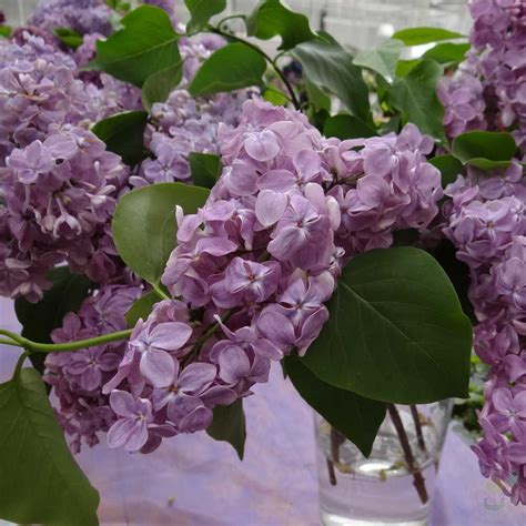 Сирень Оля (Syringa Olya) купить саженцы в Москве по низкой цене из ...