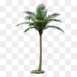 Roystonea Regia Arecaceae Png