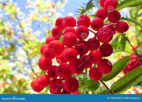 Rowanberry Red Rowan Berries On Tree Stock Image Image Of Decorative