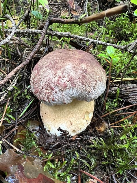 Белый гриб сосновый (Boletus pinophilus) фото и описание
