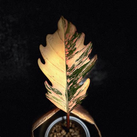 Rare Plant Collection|buy plants online canada|plant store – ProtoLeaf