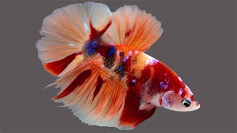 Betta Fish Colors & Patterns - The Aqua Advisor