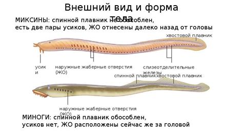ОБЩАЯ ХАРАКТЕРИСТИКА МИНОГ И МИКСИН