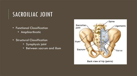 The Spinal Column And Si Joint Ppt Video Online Download