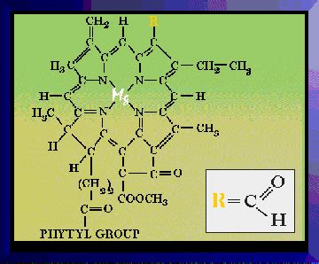 Chemical structure of Chlorophyll