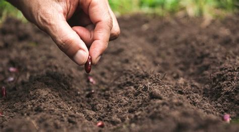 Starting Seeds vs. Buying Plants: Which is Better? 