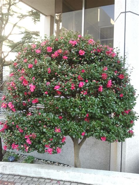 Камелия цветок дерево (75 фото) - фото - картинки и рисунки: скачать ...