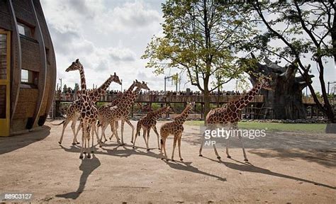 Blijdorp Zoo Photos And Premium High Res Pictures Getty Images