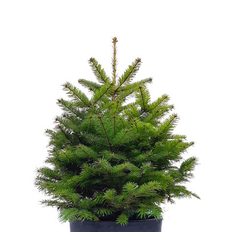 Potted Nordmann Fir 4ft Living Christmas Tree Muddy Trowel