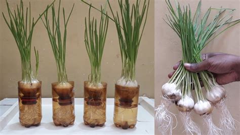 Easily Grow Garlic Plant In Water Cultivate Garlic In Plastic Bottles