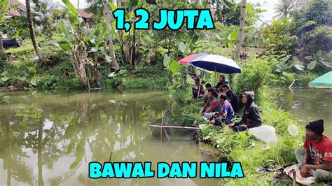 Mancing Borongan Di Awal Tahun Bawal Dan Nila Harga Juta