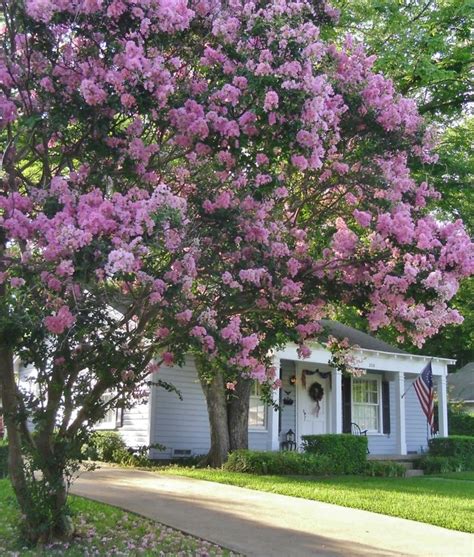 1000+ images about Crape Myrtle on Pinterest | Trees, Hibiscus and ...