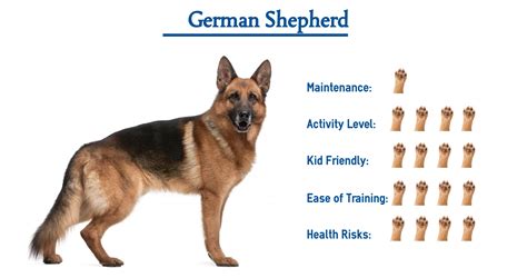 What Breeds Make A German Shepherd