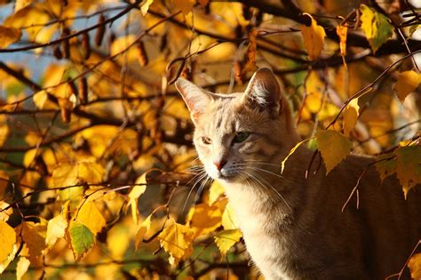 Fall Cat Leaves - Free photo on Pixabay