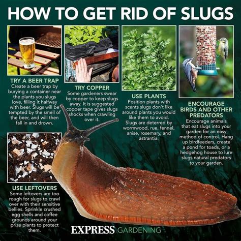 Monty Don shares how to keep slugs and snails away from plants without ‘chemicals’ | Express.co.uk