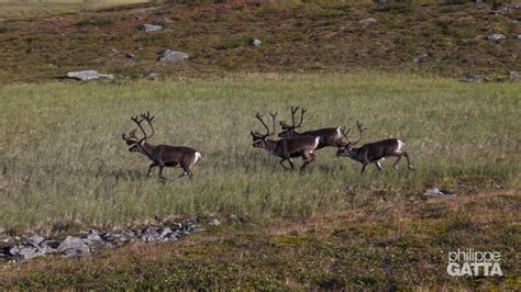 Kungsleden And Kebnekaise Sweden Philippe Gatta