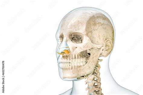 Skull And Nose Cartilages With Male Body Contours 3d Rendering