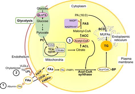 Triglycerides Metabolic Pathway