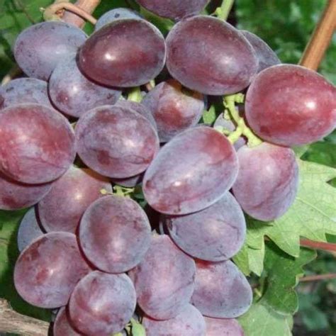 Promo Bibit Tanaman Buah Anggur Import Ninel Genjah Diskon Di