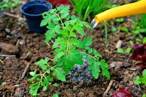 À quelle fréquence devrais je arroser mes plants de tomates pour