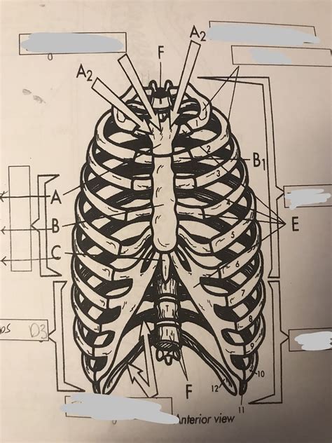 Rib Cage Diagram | Quizlet