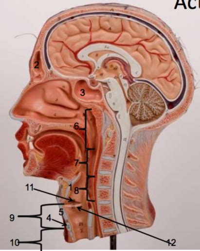 Sagittal Head Model Respiratory Diagram Quizlet