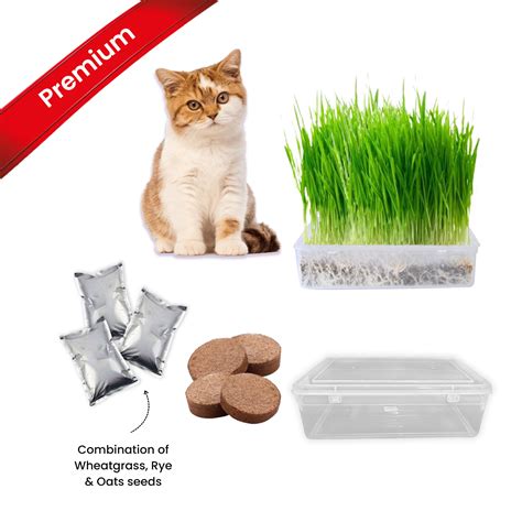 Gachwala Premium Cat Grass Kit Easy Grow Catgrass Seeds Includes Wheat Oats And Rye 4 Cocopeat