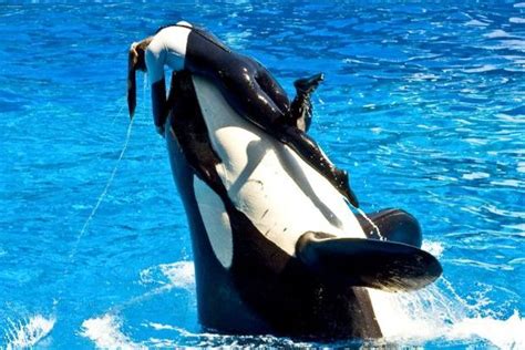 Dawn Brancheau Seaworld Trainer Killed Photo 1 Cbs News